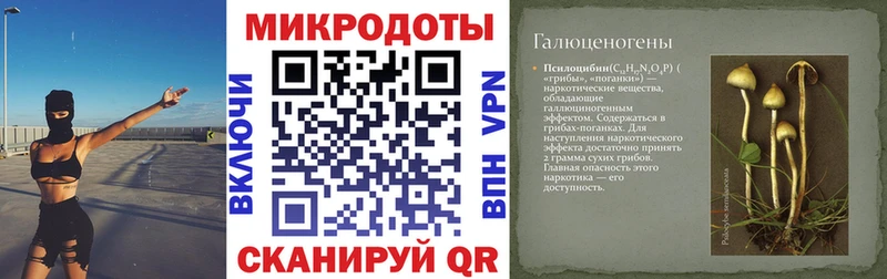 цена   Новозыбков  Галлюциногенные грибы мицелий 